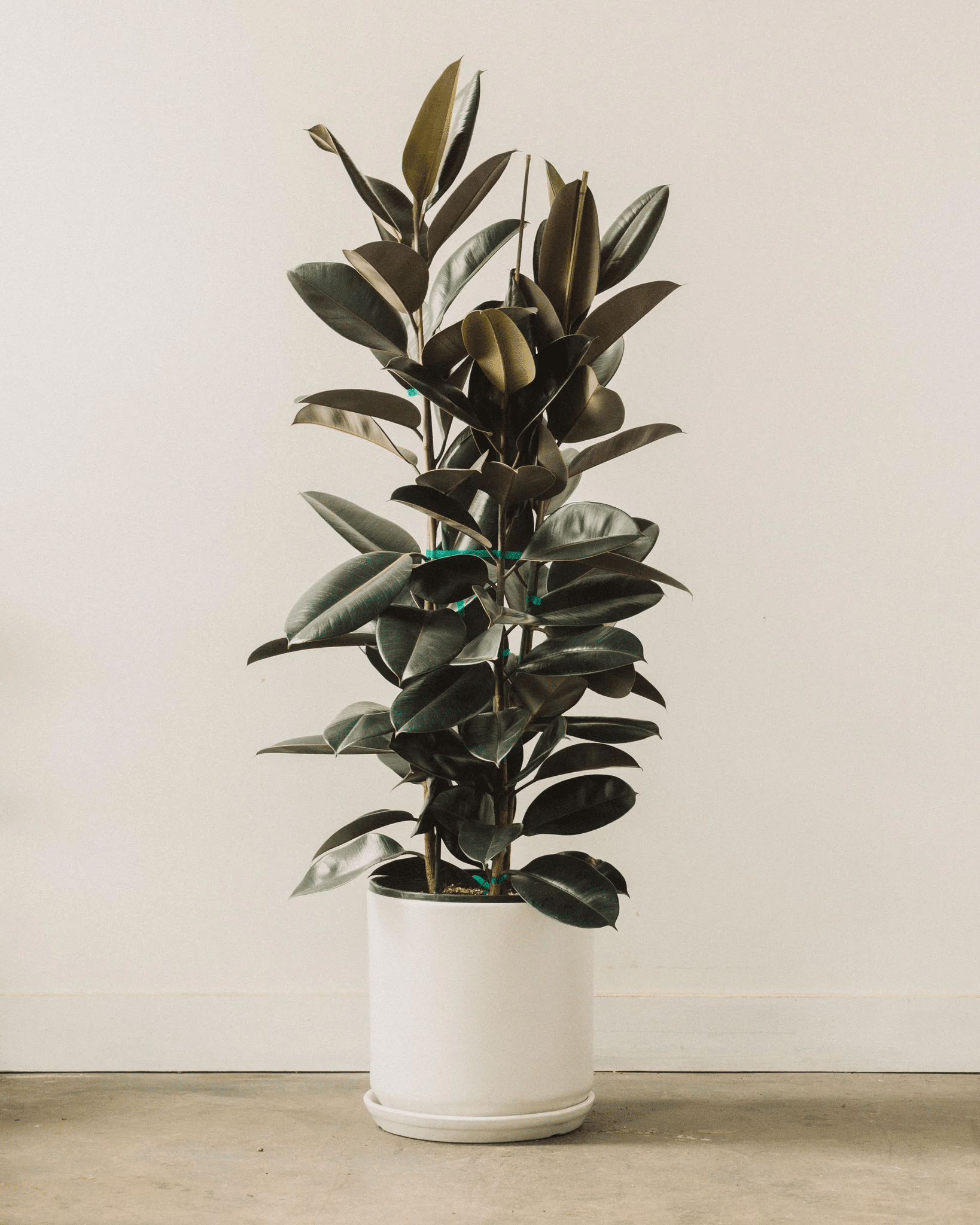 A rubber plant in bright indirect light