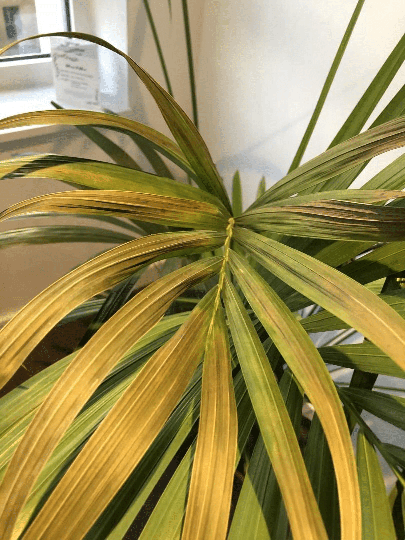 Kentia palm with yellowing leaves