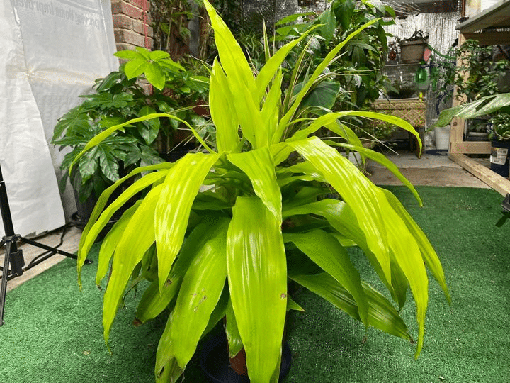 Corn plant with light green leaves