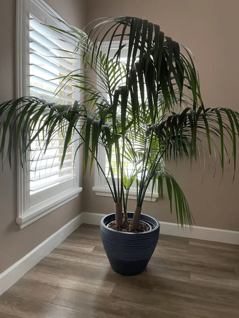 A kentia palm tree in a indoor tropical paradise