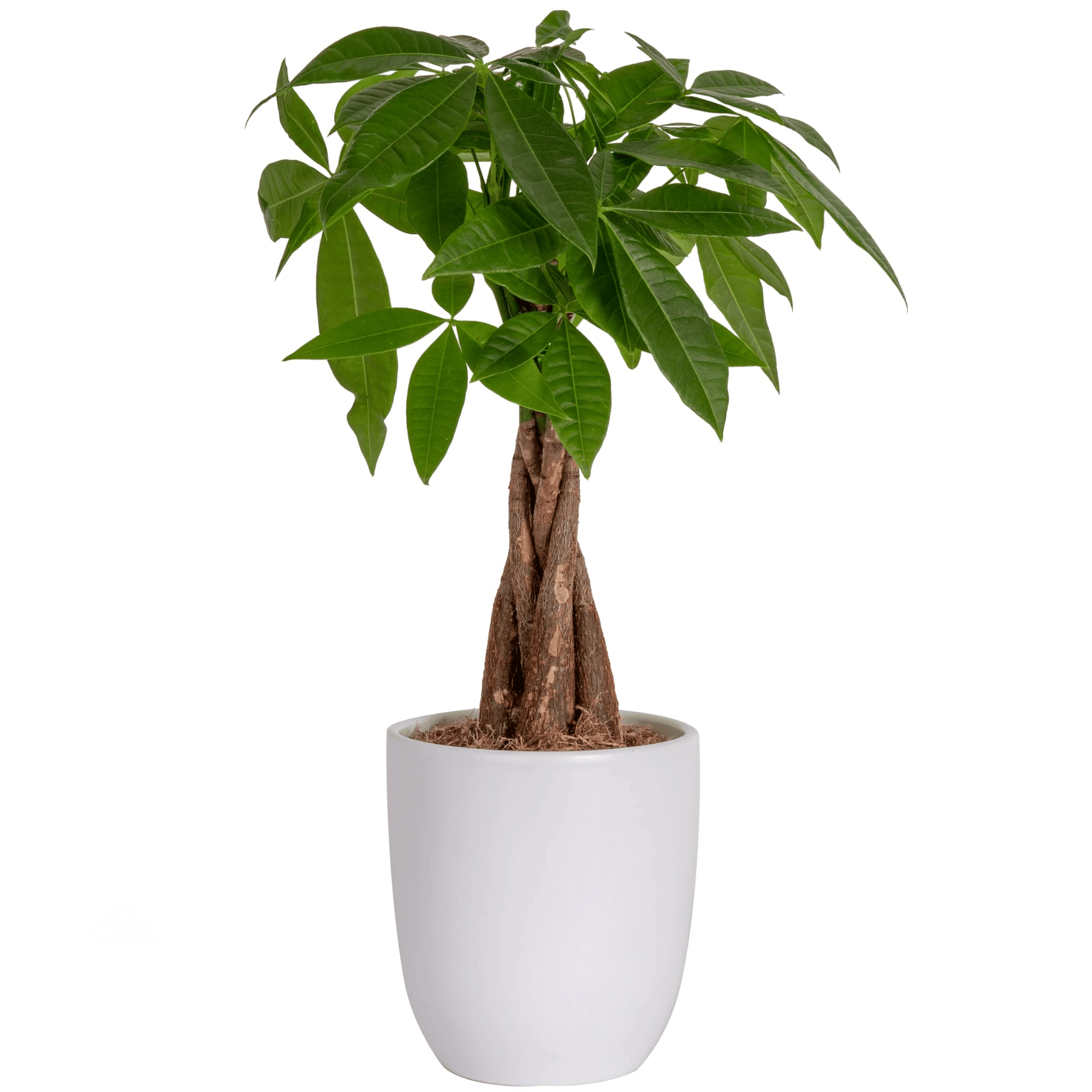 A money tree in bright indirect light