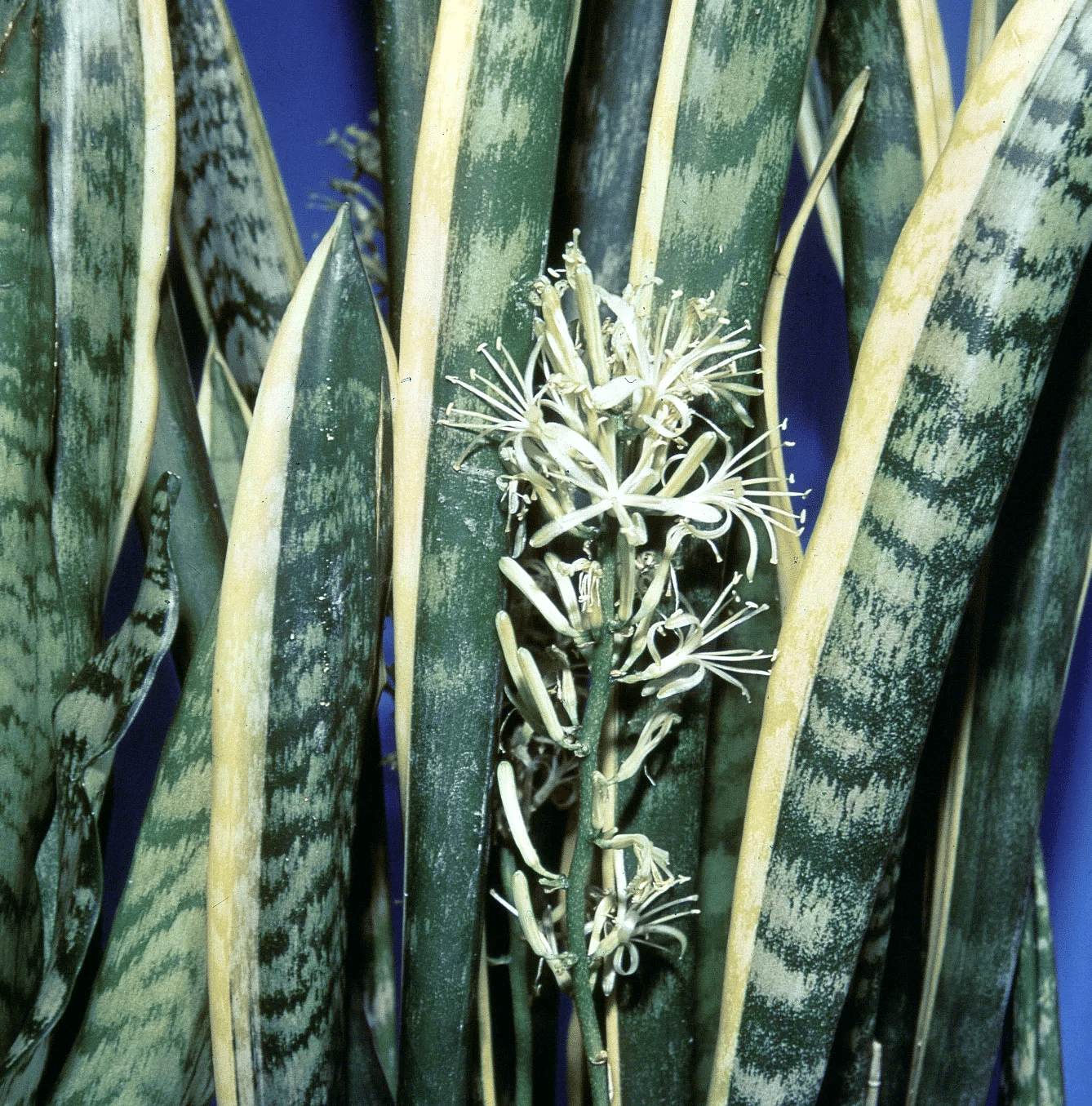 Mother in law's tongue with its long flower stalk and pointed leaves