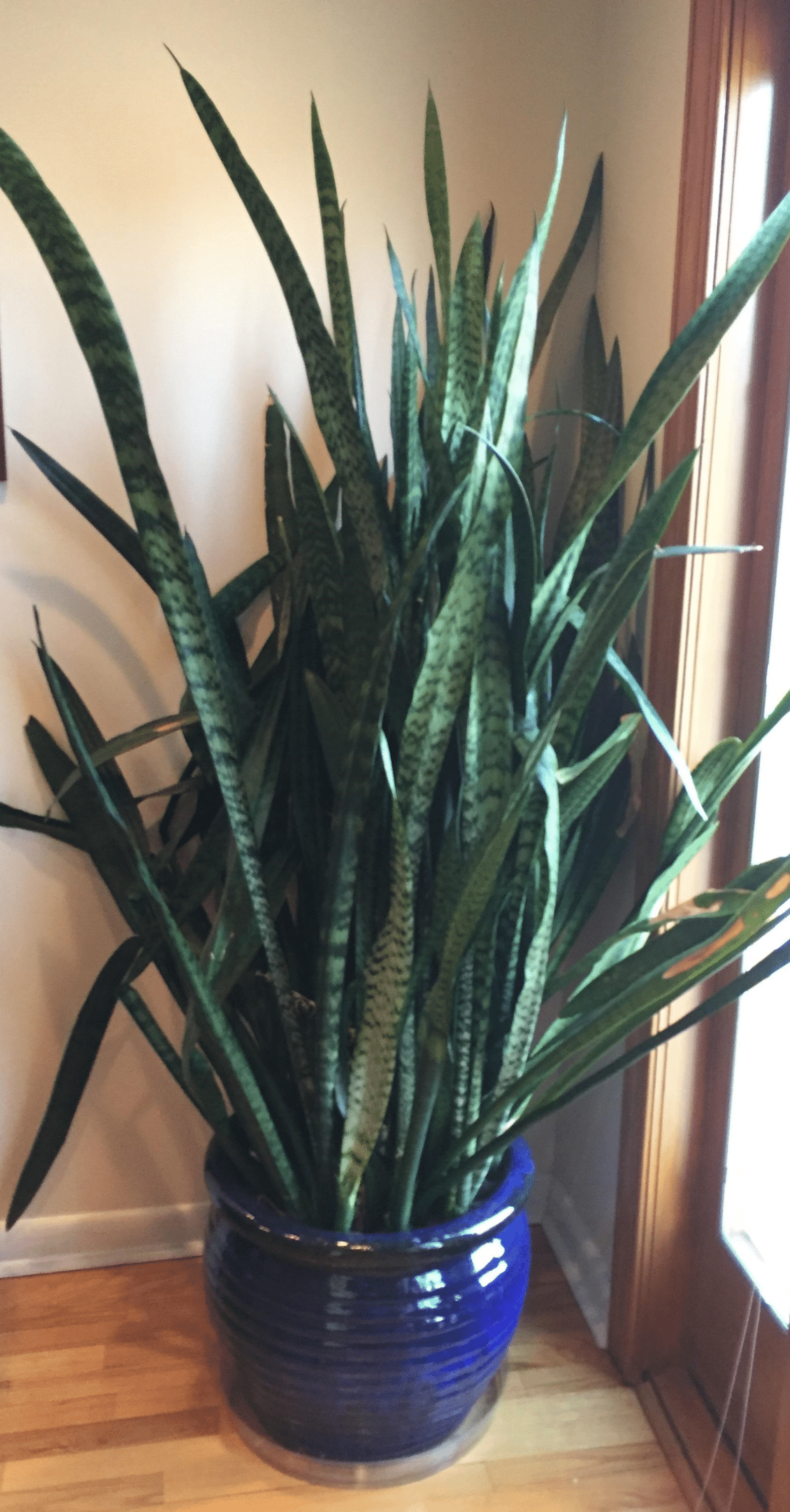 Mature snake plant in its pot