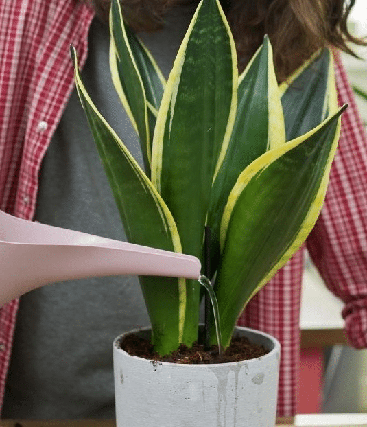 Snake plant in its pot being watered