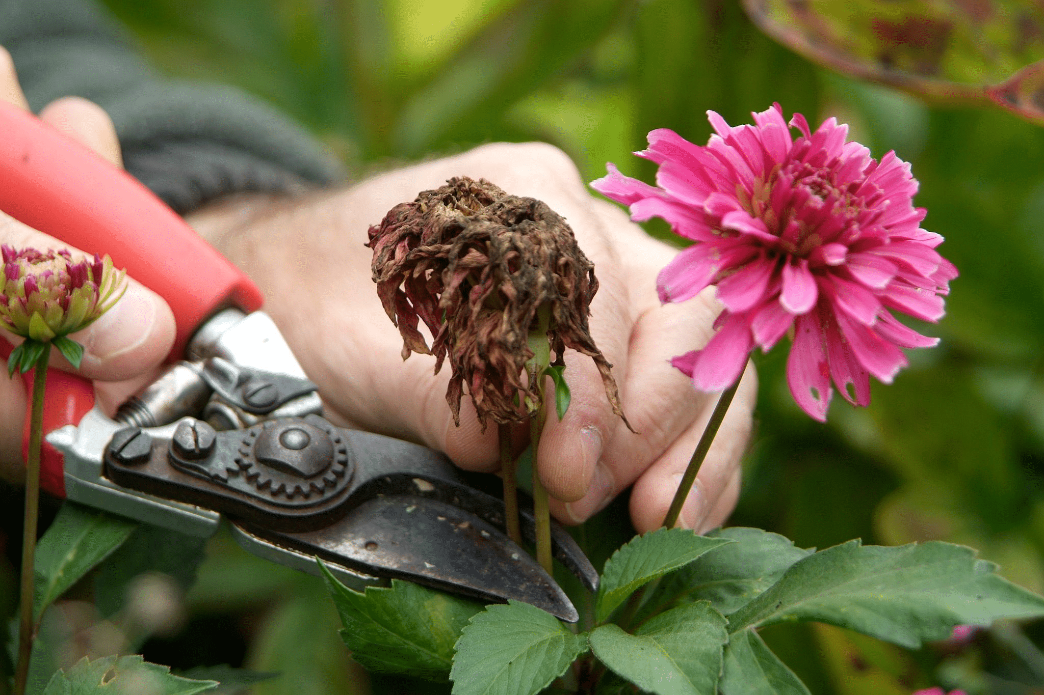 A dahlia plant with flowers and foliage being deadheaded in a pot