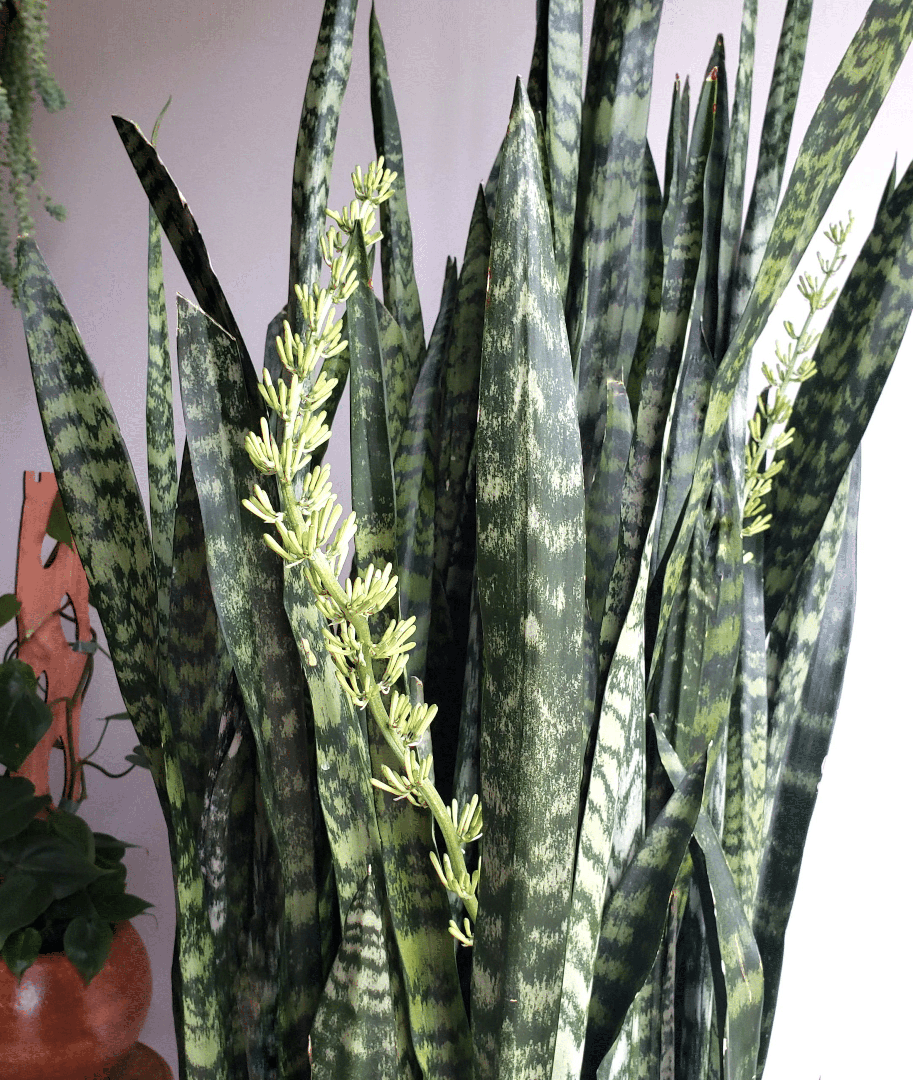 Snake plant with its neat appearance and white flowers