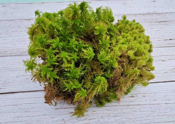 Close up photo of shpagnum moss