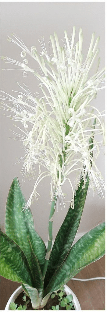 Snake plant with its long flowering stalk and white flowers
