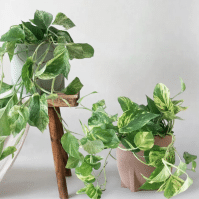 How to Propagate Pothos Plants for a Lush Indoor Garden