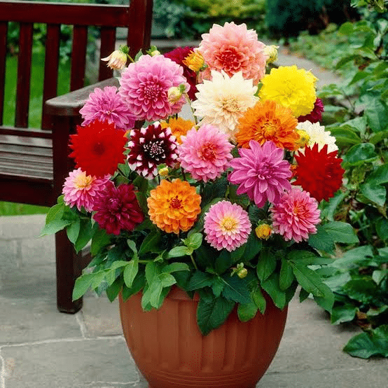 A variety of dahlias planted in a container