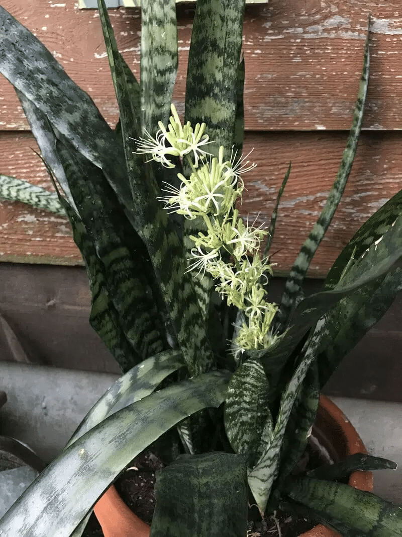 Snake plant with its bloom and flowering