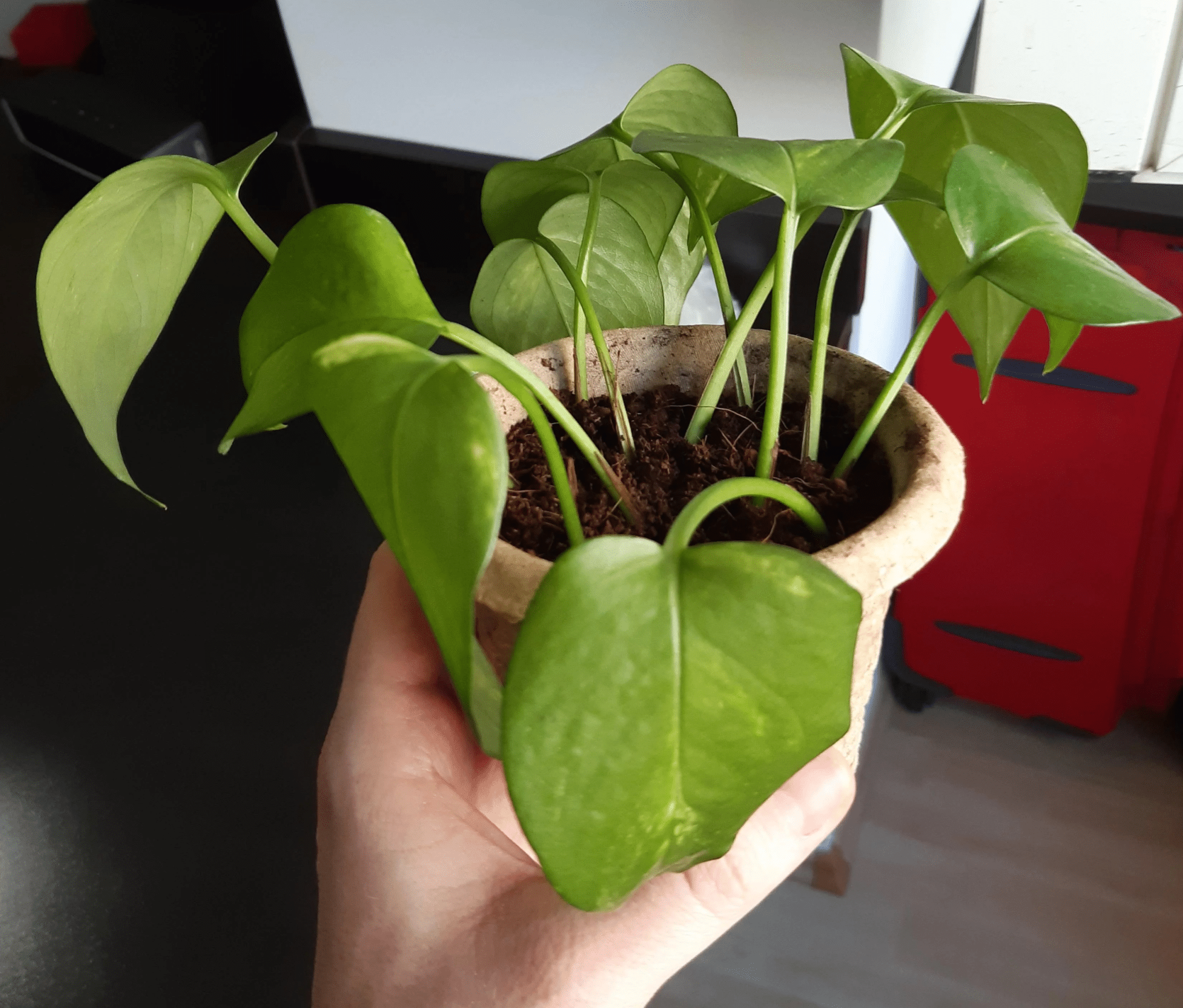 Golden Pothos plant with several cuttings in a pot filled with fresh potting soil