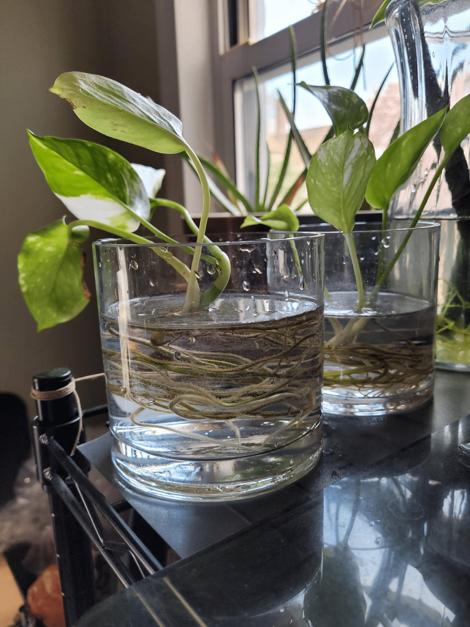 Golden Pothos plant with several cuttings in a pot filled with room temperature water