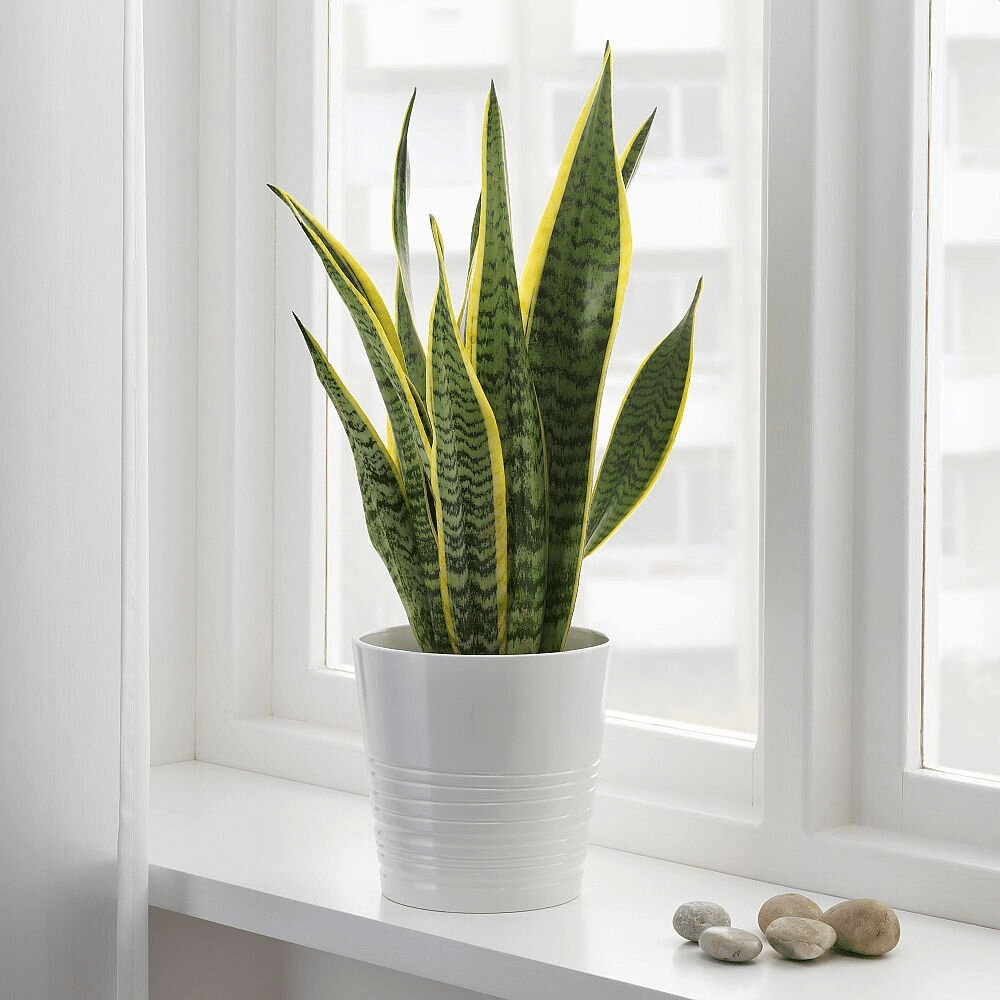 Snake plant flower that can help in managing stress factors