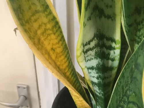 Snake plant with its mild stress and pointed leaves