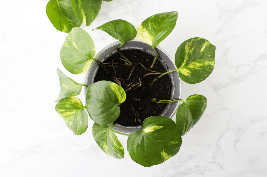 Pothos plant with several cuttings in a pot filled with potting soil