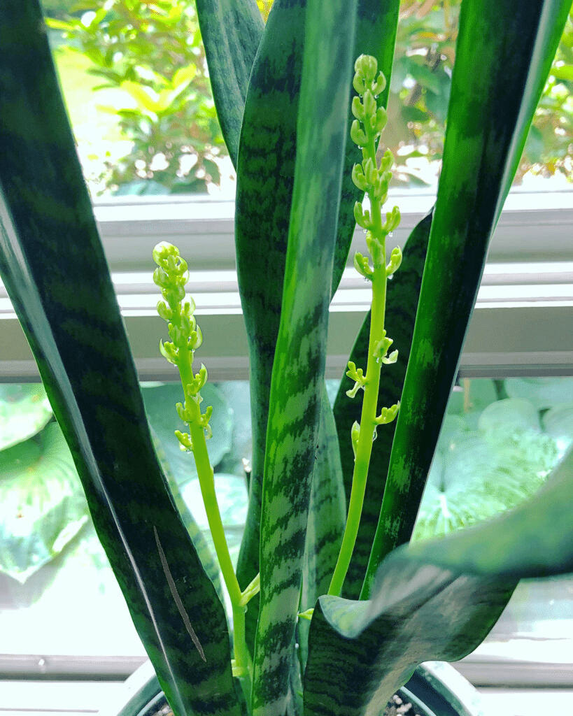 Snake plant with its pointed leaves and start blooming