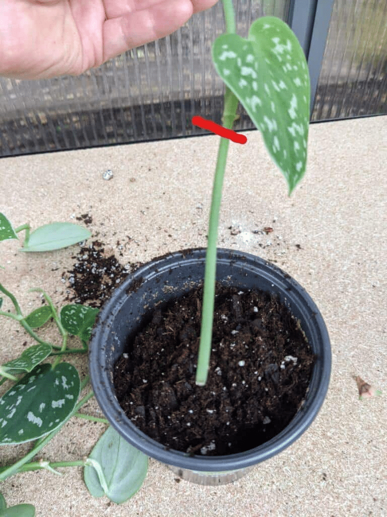 Step-by-step how to propagate pothos by planting and caring for cuttings in soil.