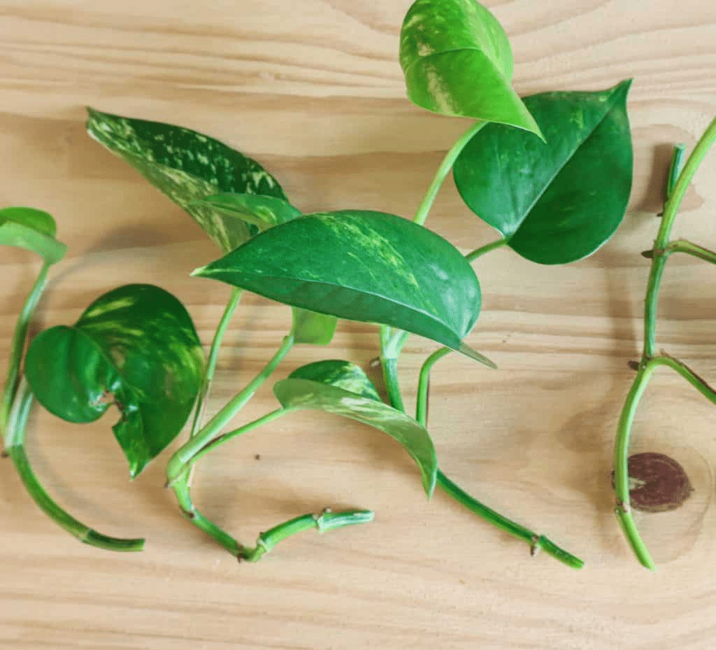 Golden Pothos plant with several cuttings ready for propagation