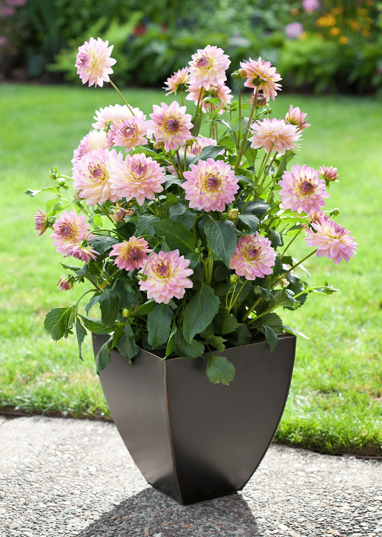 A dahlia plant with flowers and foliage in a pot