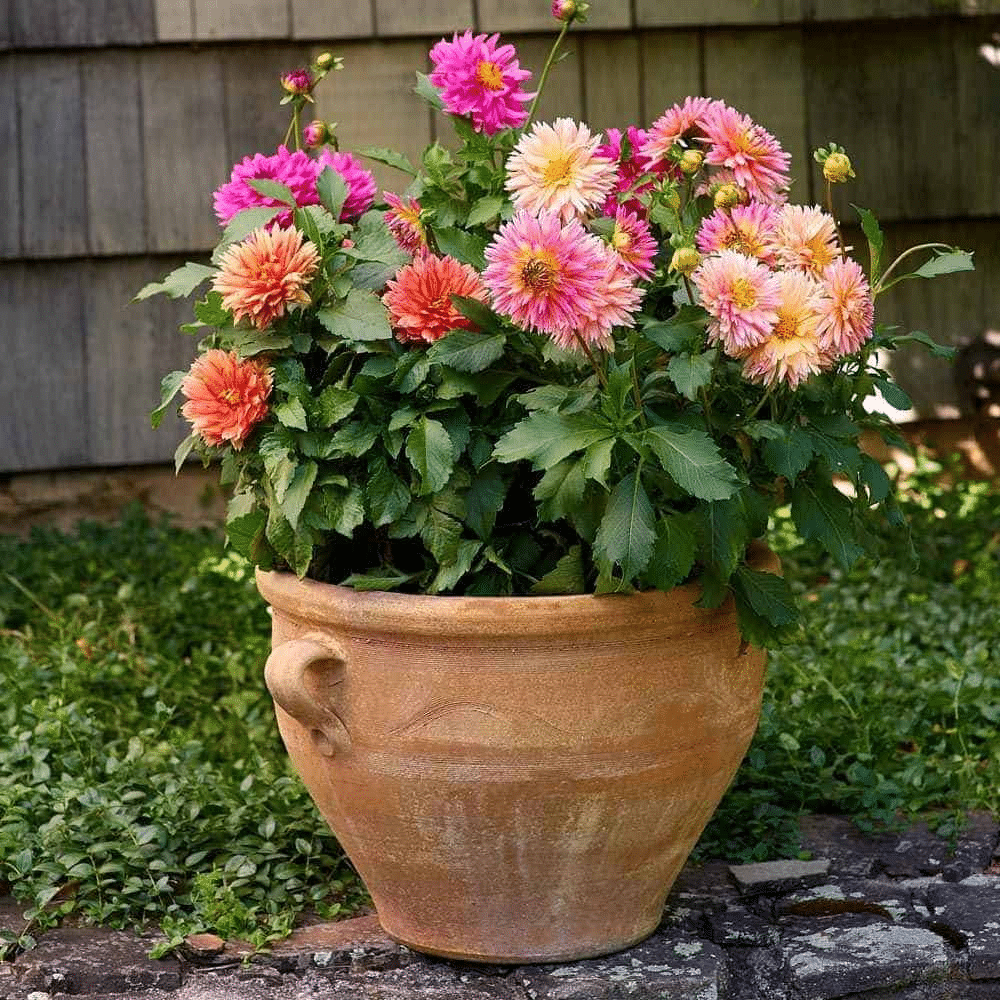 Small flowered dahlias in a container