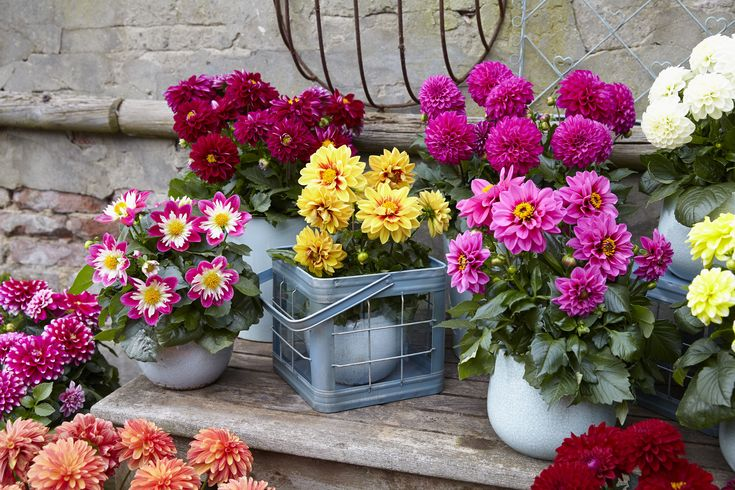 Growing dahlias in a variety of containers