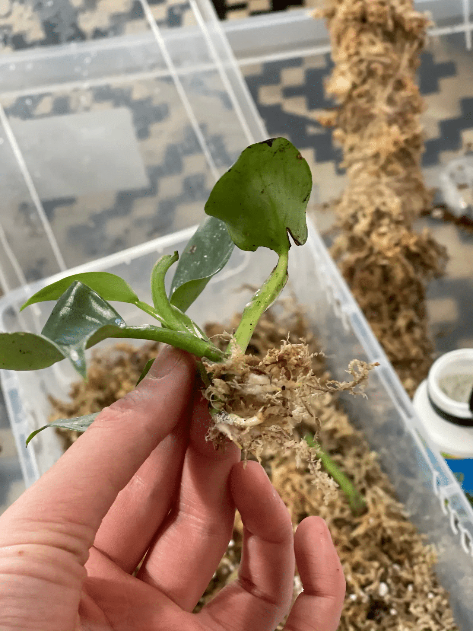 Pothos cutting in sphagnum moss