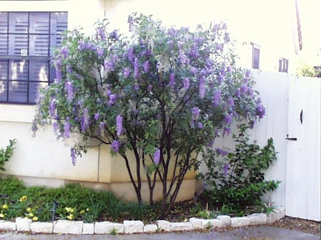 A Texas Mountain Laurel Tree with plants in front entryway