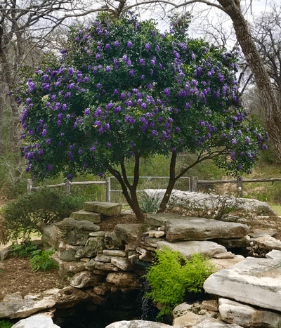 A Texas Mountain Laurel Tree planted in well drained soils