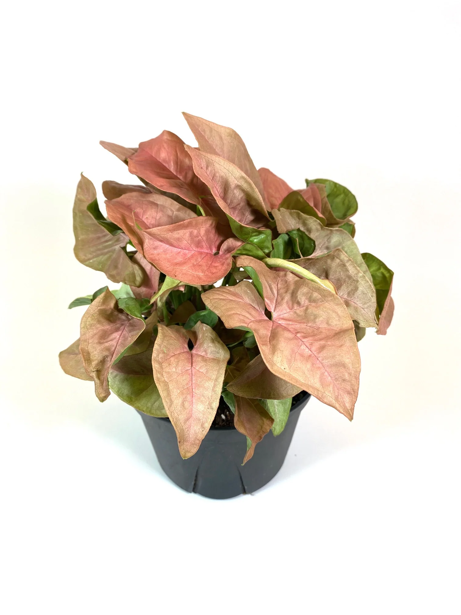 Pink allusion plant with green veins
