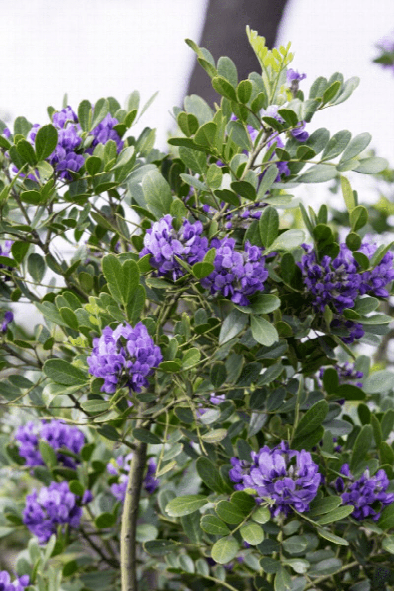 Beautiful Texas Mountain Laurel tree with its distinct purple flowers and glossy leaves.