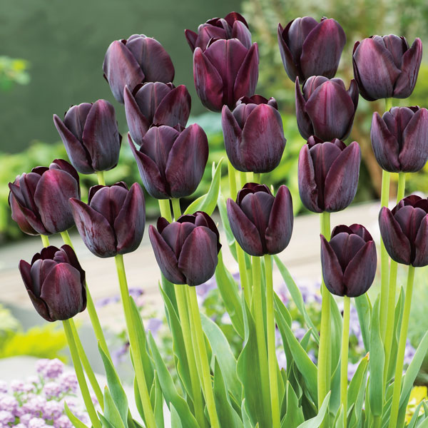 A close-up of a dark purple Queen of Night tulip in full bloom