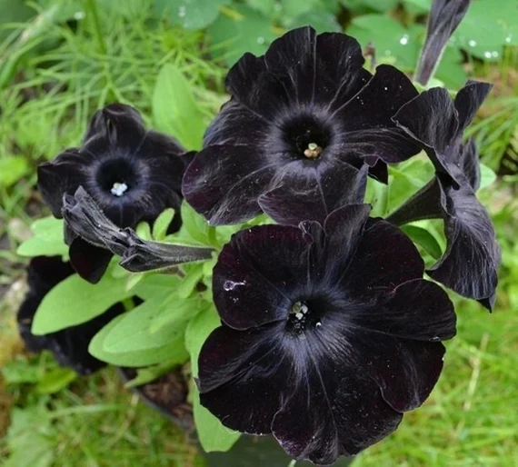 Black velvet petunia plants with black flower