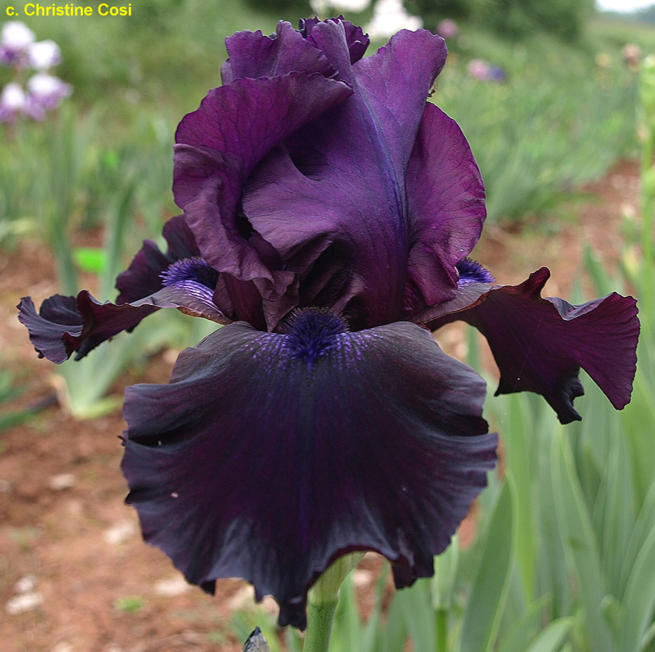 Dark delight iris with dark petals