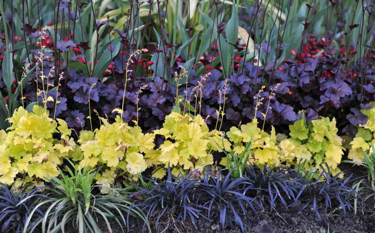 Garden with black velvet petunias, dark delight irises and other black flowers