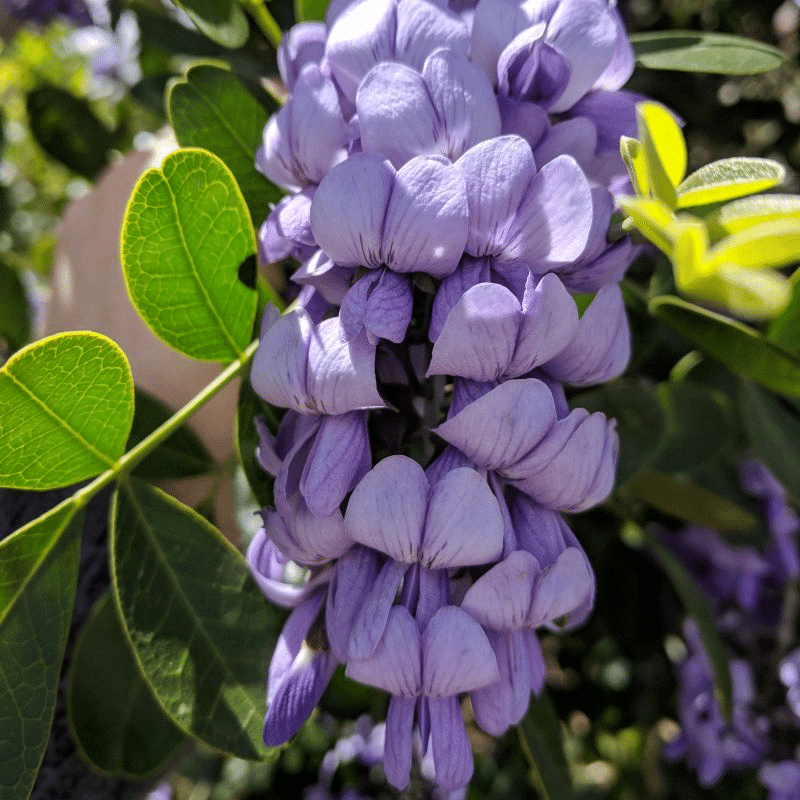 Mountain laurel purple flowers