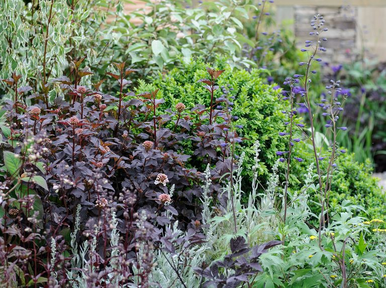 Garden with black beauty coleus, black roses and other black flowers