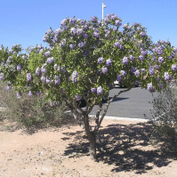 Planting and Caring for Texas Mountain Laurel Trees