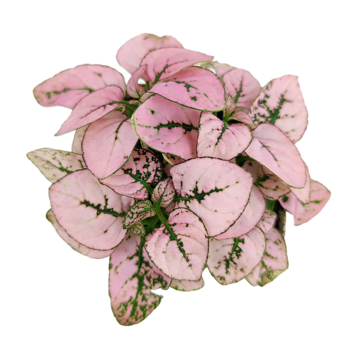 Pink blotches on leaves of healthy plants