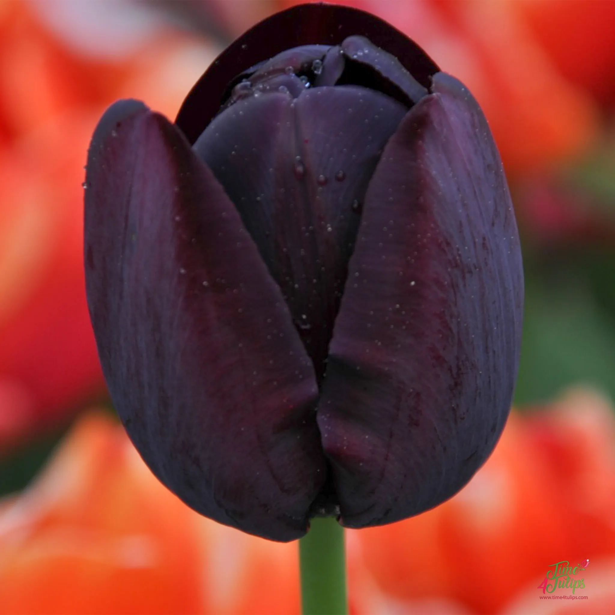 Queen of Night Tulip