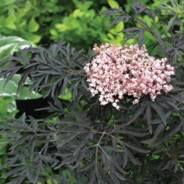 Black lace elderberry plant